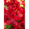 RHODODENDRON HUGH KOSTER