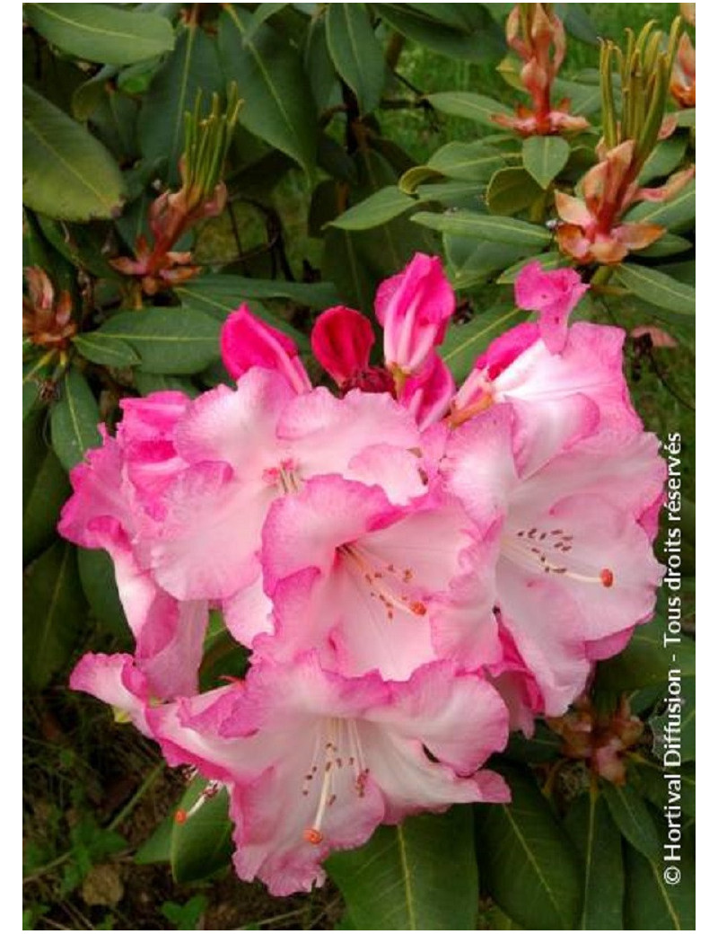 RHODODENDRON LEM'S MONARCH