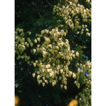 KOELREUTERIA paniculata