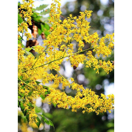 KOELREUTERIA paniculata