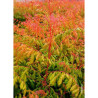 KOELREUTERIA paniculata CORAL SUN