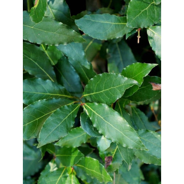 LAURUS nobilis