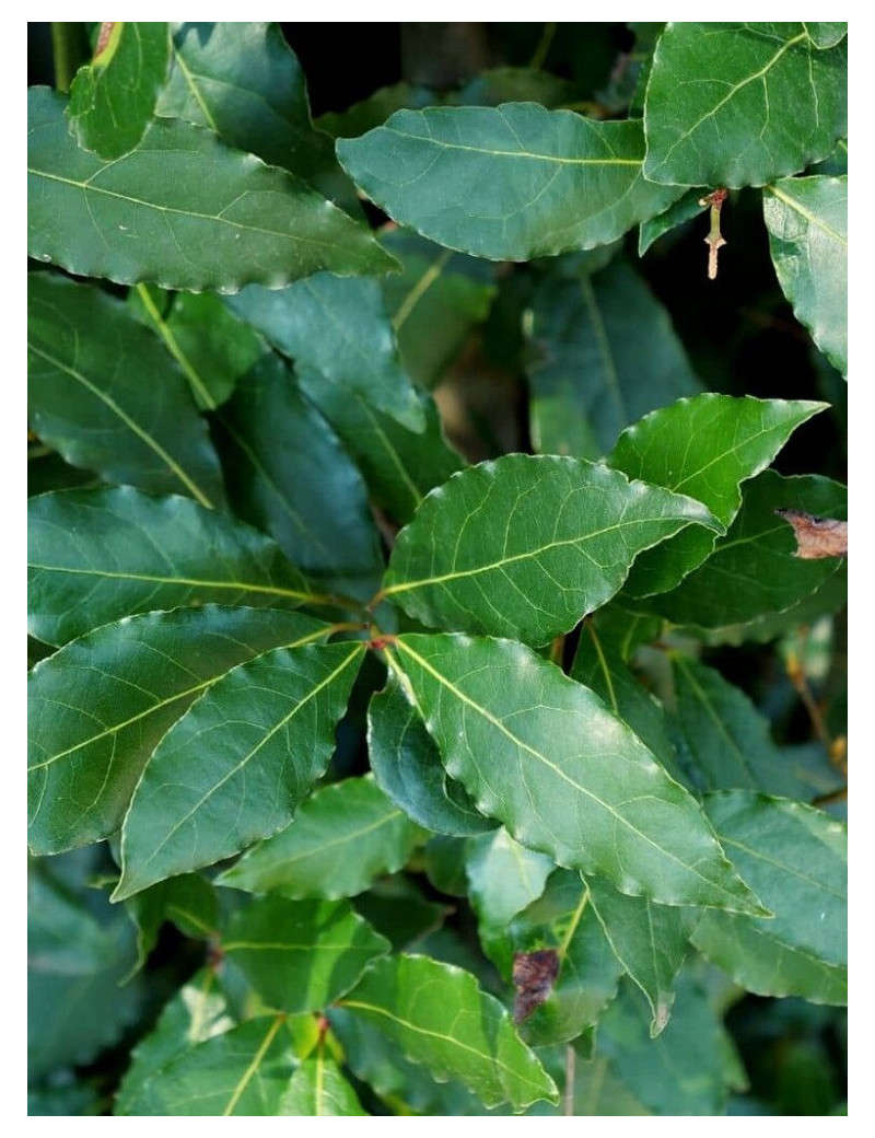 LAURUS nobilis