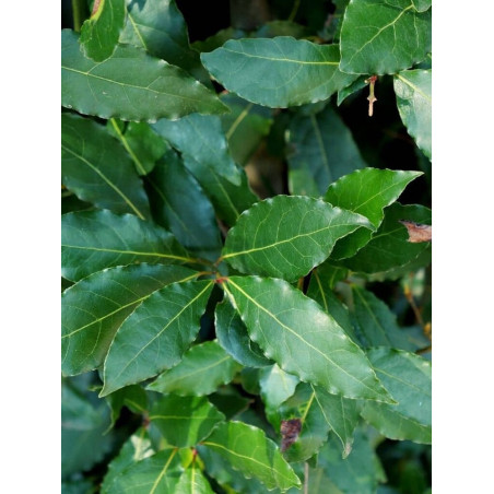 LAURUS nobilis