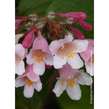 KOLKWITZIA amabilis Pink Cloud