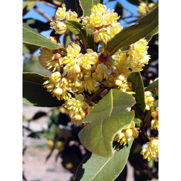 LAURUS nobilis