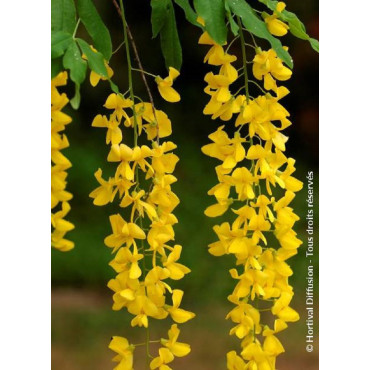 LABURNUM anagyroides