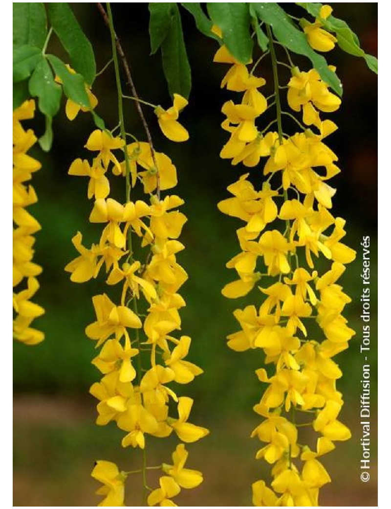 LABURNUM anagyroides