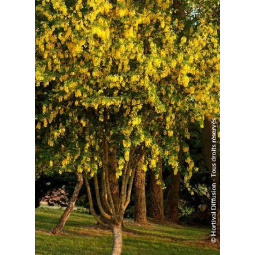 LABURNUM anagyroides