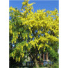 LABURNUM anagyroides