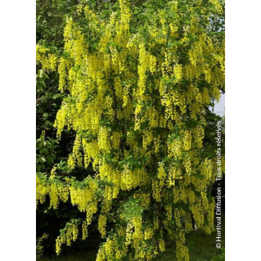 LABURNUM watereri VOSSII