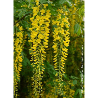 LABURNUM watereri VOSSII