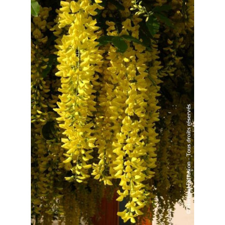 LABURNUM watereri VOSSII