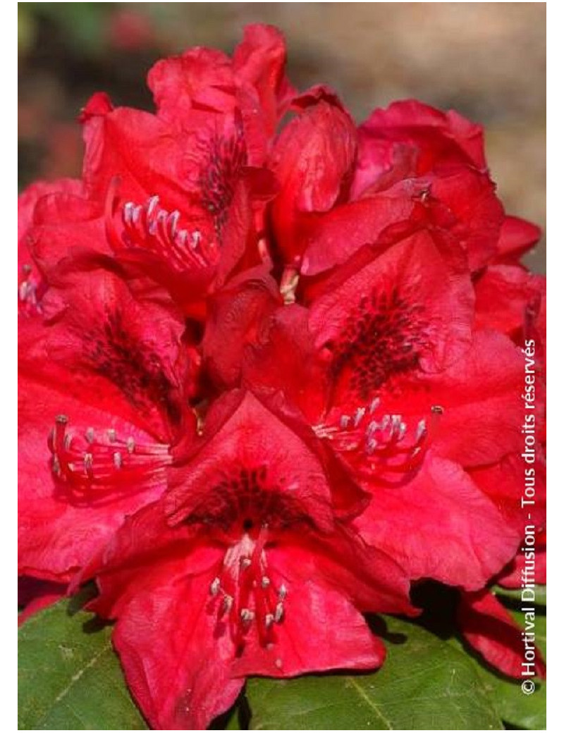 RHODODENDRON LORD ROBERTS