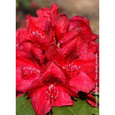 RHODODENDRON LORD ROBERTS