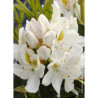 RHODODENDRON MADAME MASSON