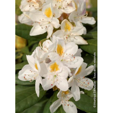 RHODODENDRON MADAME MASSON