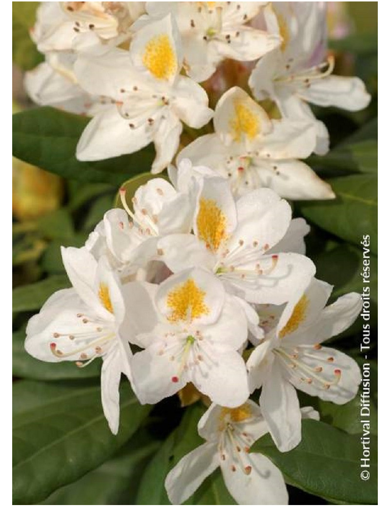 RHODODENDRON MADAME MASSON