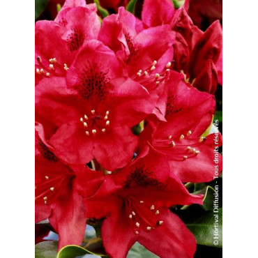 RHODODENDRON NOVA ZEMBLA