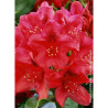 RHODODENDRON NOVA ZEMBLA