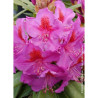 RHODODENDRON RED EYE