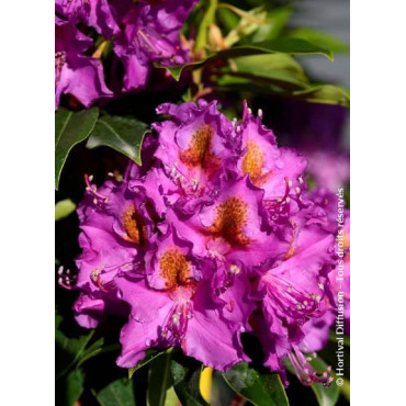 RHODODENDRON RED EYE