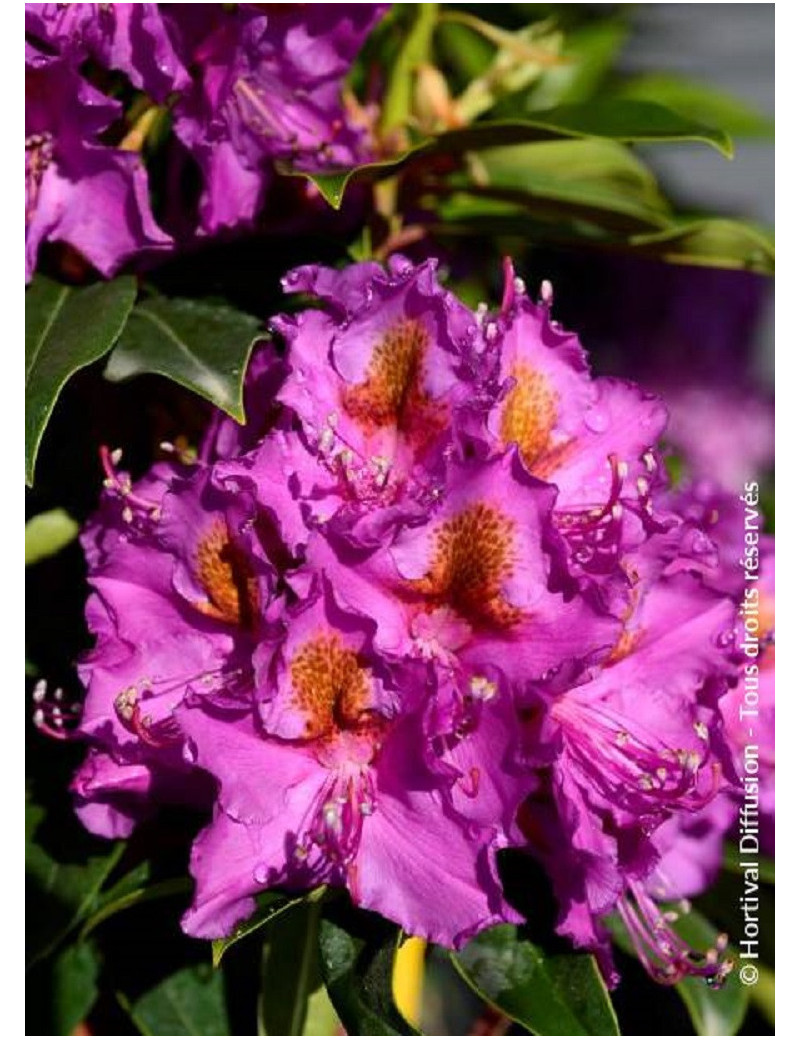 RHODODENDRON RED EYE