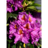 RHODODENDRON RED EYE