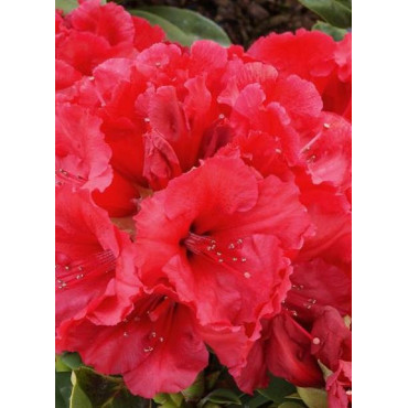 RHODODENDRON RED JACK