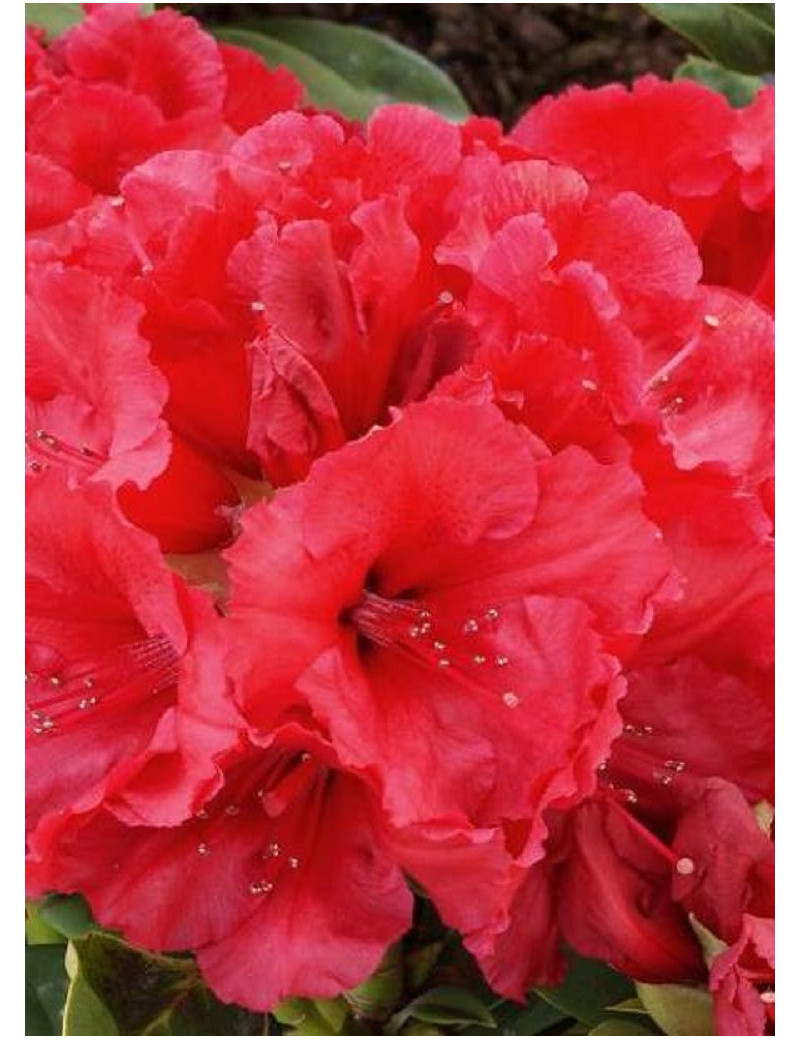 RHODODENDRON RED JACK