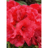 RHODODENDRON RED JACK