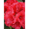 RHODODENDRON RED JACK