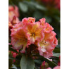 RHODODENDRON SUN FIRE