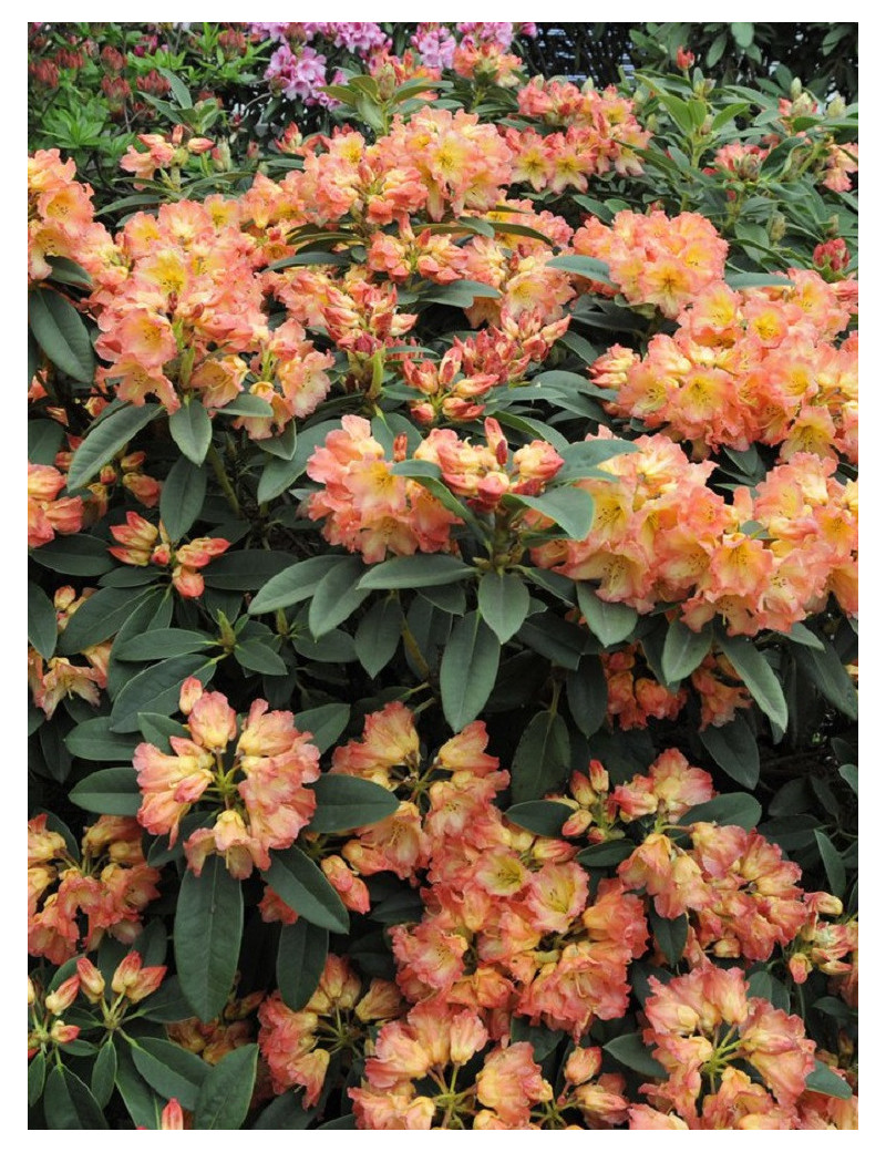 RHODODENDRON SUN FIRE