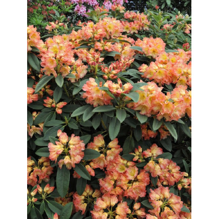 RHODODENDRON SUN FIRE