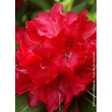 RHODODENDRON WILGENS RUBY