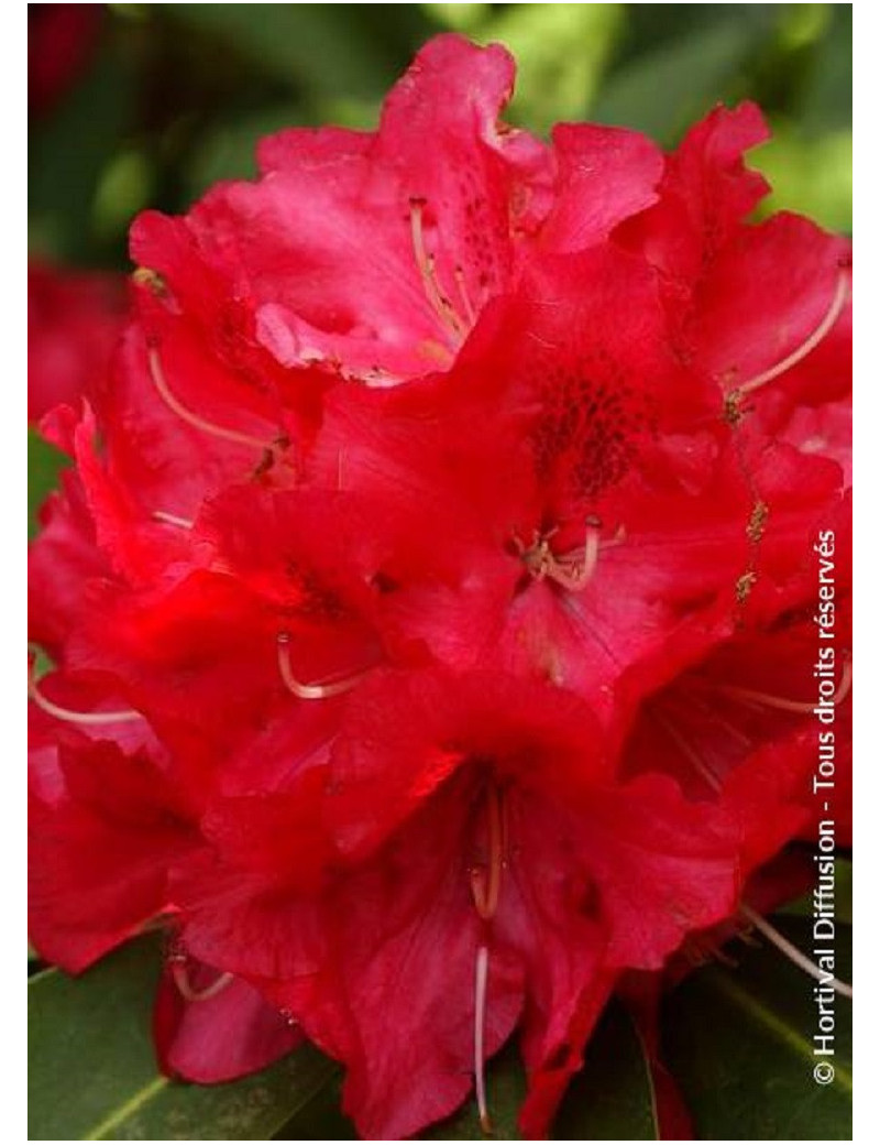 RHODODENDRON WILGENS RUBY