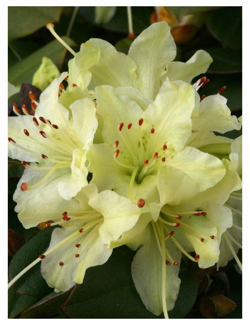 RHODODENDRON NAIN SHAMROCK