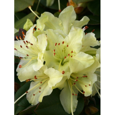 RHODODENDRON NAIN SHAMROCK