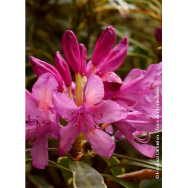 RHODODENDRON ponticum VARIEGATUM