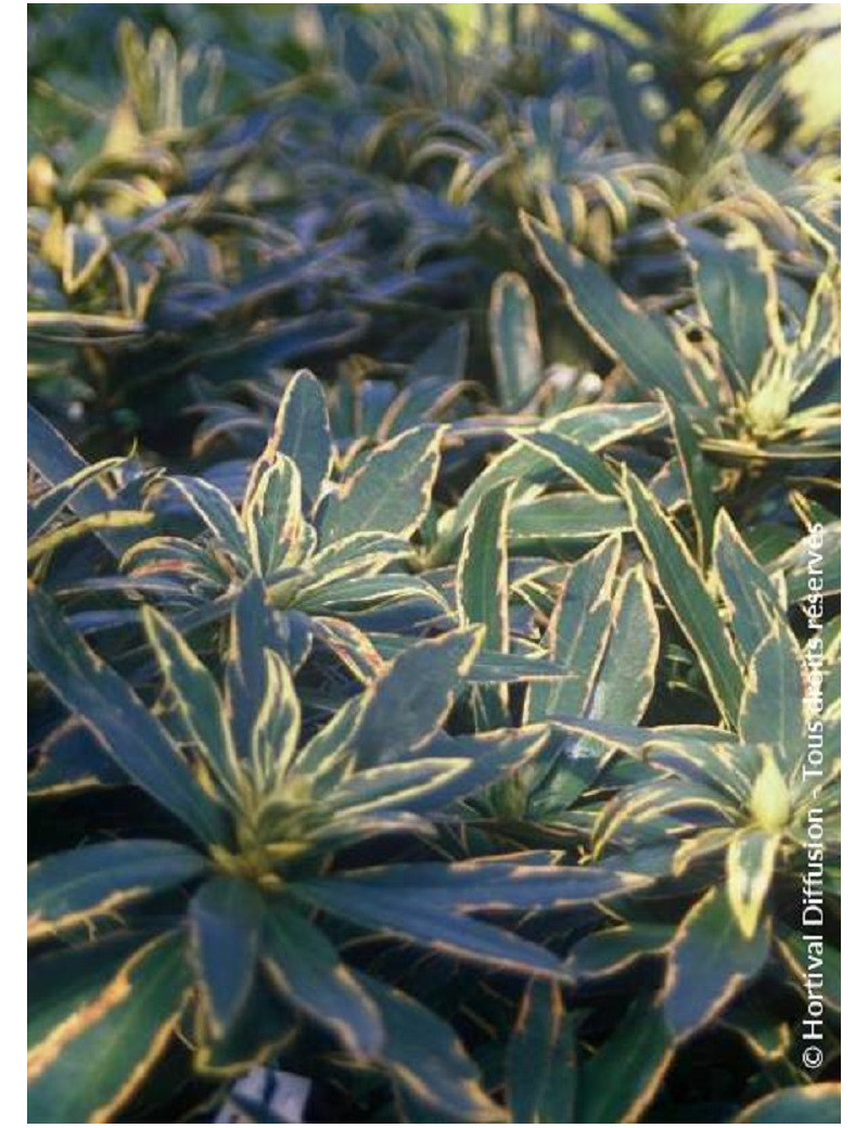 RHODODENDRON ponticum VARIEGATUM