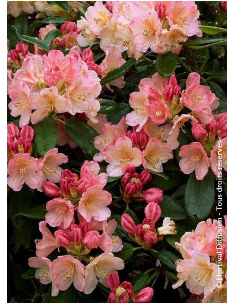 RHODODENDRON PERCY WISEMAN