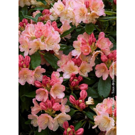 RHODODENDRON PERCY WISEMAN