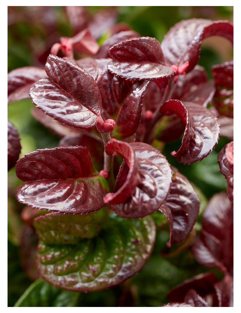 LEUCOTHOE axillaris CURLY RED