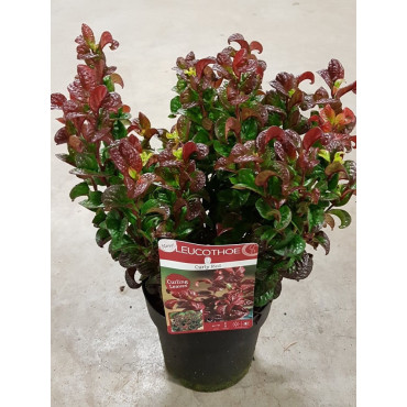 LEUCOTHOE axillaris CURLY RED