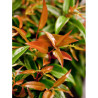 LEUCOTHOE walteri ROYAL RUBY