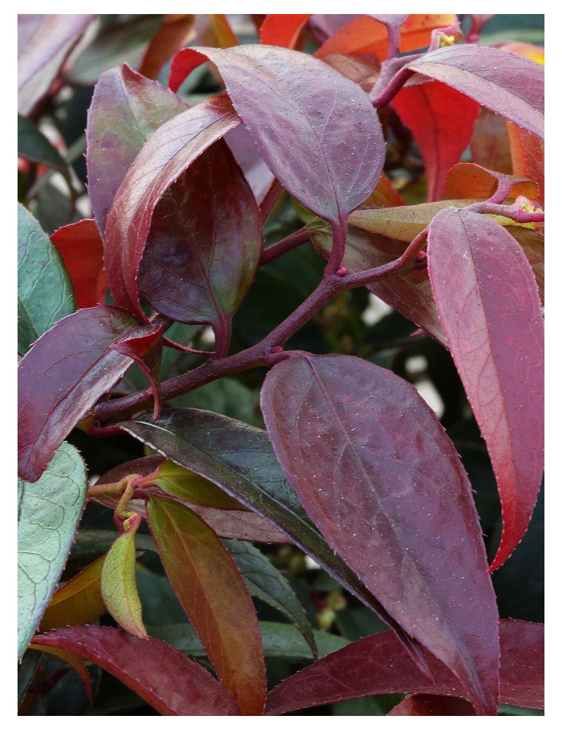 LEUCOTHOE walteri ROYAL RUBY