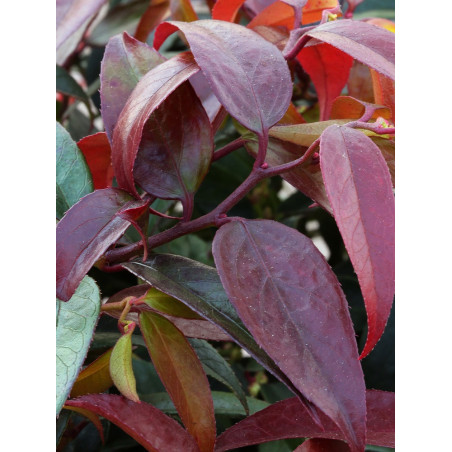 LEUCOTHOE walteri ROYAL RUBY