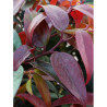 LEUCOTHOE walteri ROYAL RUBY