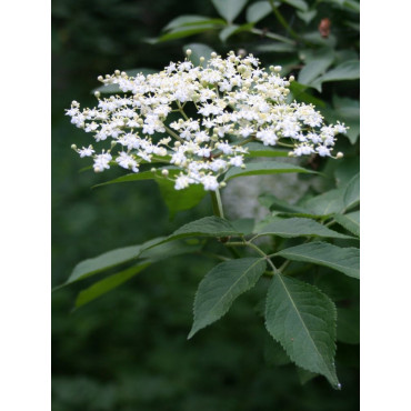 SAMBUCUS nigra